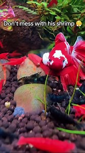 152K views · 2K reactions | WHEN YOUR BETTA FISH FLARES UP AT YOU,...