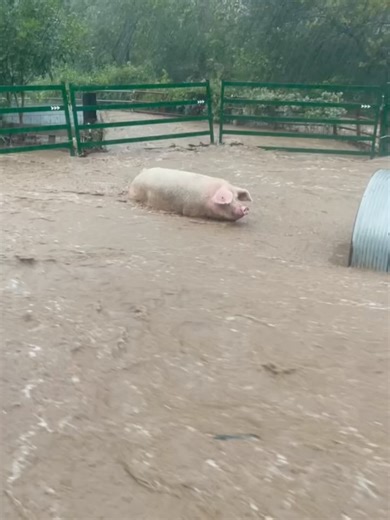 Hickory Nut Gap on Reels