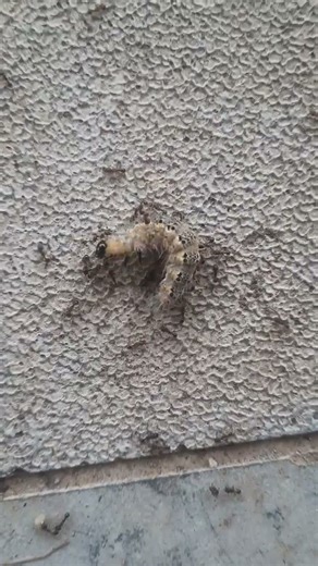 UNITY, The secret of VICTORY. #farmlife #زندگی_روستایی #nature #مزرعه #aalifarm #ants #insects