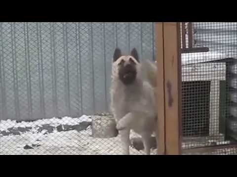 Dogs Headbanging to metal