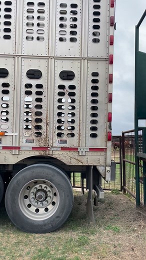 1.2M views · 18K reactions | Loading out! Heifer calves sired by Barber, Sandhill & Texas Stardance Hereford bulls. | The Luling Foundation | Facebook