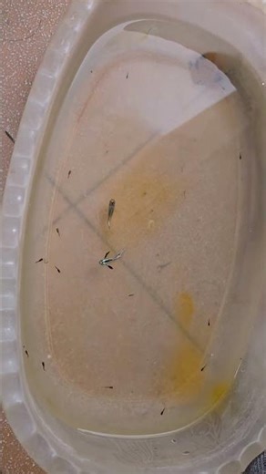 platinum white tail dumpo ear for sale guys please guys support me