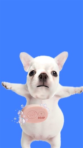 I am pibble wash my belly🤪