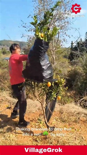 Ingenious Orange Harvesting Hack: Catching Oranges with a DIY Tool!