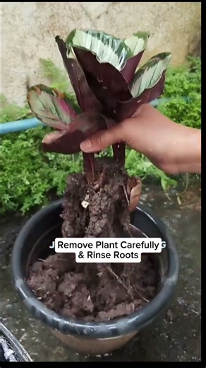 Transplanting/Re-potting Calathea #plantcare #homegardening #tipsntricks #houseplants