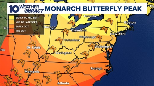 Monarch butterflies begin their journey south through Ohio