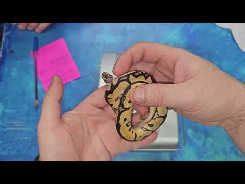 Twenty-seventh Ball Python Clutch Update of 2025: Clowns!