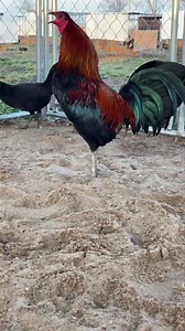 268K views · 374 shares | Brown Red brood pen #2 | Josh Duke - Duke Farms | Facebook