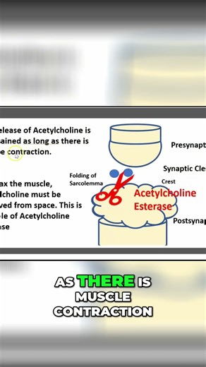 Muscle Contraction: How Acetylcholine Works #shorts