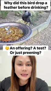 This Western Jackdaw did something fascinating—it plucked a feather and placed it in the water before drinking! 🤯 Was it testing the water? A sign for other birds? Or just a random act? Scientists aren’t sure, but corvids are incredibly smart, so who knows?It could simply be molting or part of a preening habit, but it’s still interesting to see! What do you think—coincidence or something more? 🤔#Jackdaw #SmartBirds #BirdBehavior #NatureMysteries #Wildlife #Corvids #AnimalIntelligence #BirdWatc