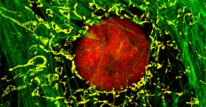 Microscopy Facility - University of Birmingham