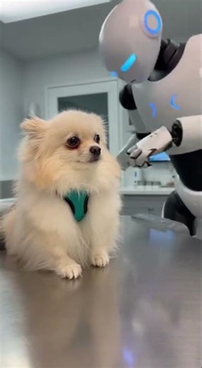Chien Face à un Robot : L'Appel au Secours ! 🐶🤖