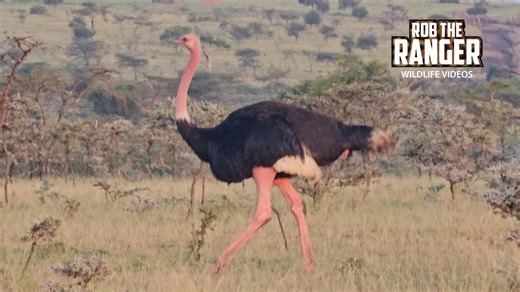 Incredible Maasai Ostriches Take Over The Mara Plains