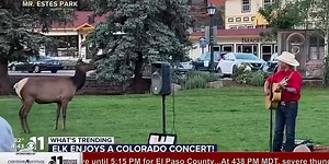 WATCH: Elk enjoys concert in Estes Park