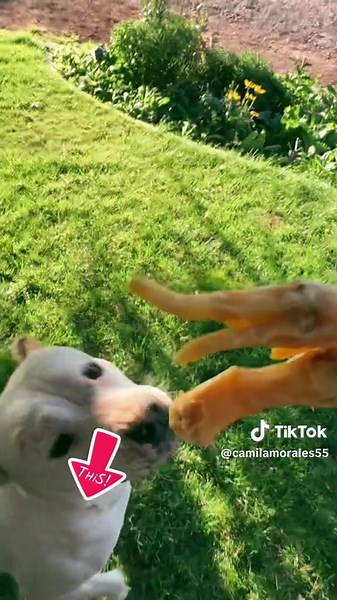 Natural Chicken Feet Recipes for Healthy Meals