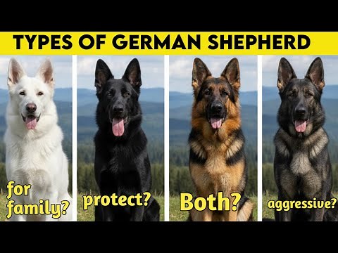 German Shepherds Breed Types | which one is best for you?