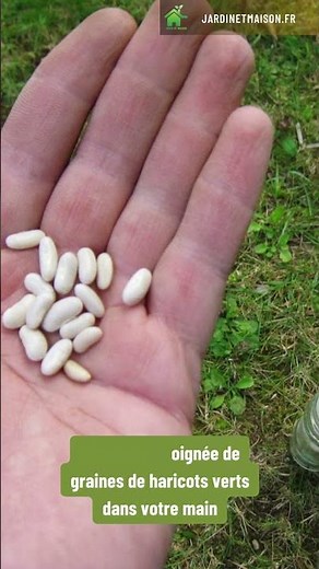 Comment semer des haricots verts en poquets