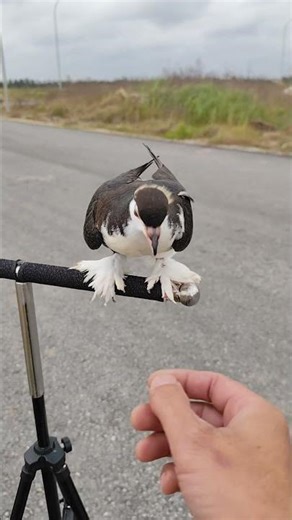 Seagull pigeon training by hand
