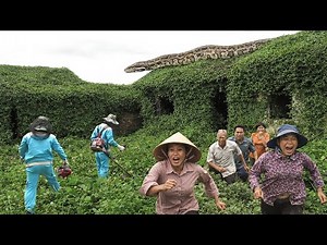 Time-Lapse: Cleaning an Abandoned House When a Giant Anaconda Suddenly Appears! | Green Lawn Mowing