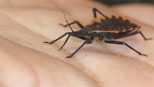 Watch what happens when tiny vampires feed without being detected