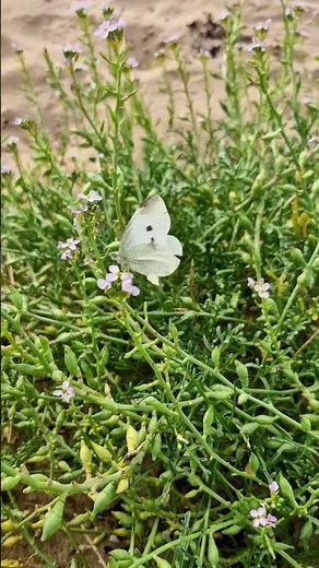 Cabbage white butterfly, known for its distinctive white wings with small black spots #cute #insect