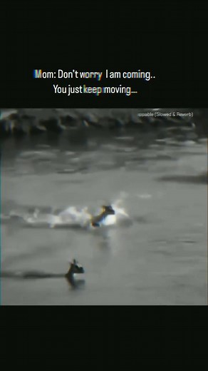 mom sacrifice herself for baby 🥹.. #reels #viral #animallover #sadmovements | Laugh and learn