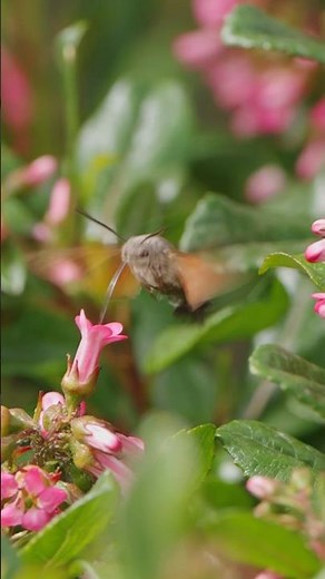 Hummingbird Lookalike: Hummingbird Hawk Moth