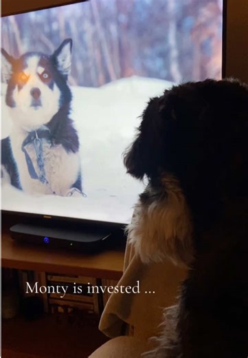 Monty loves watching animals on tv #doggo #simonreeve #tv #adventure #extremeweather