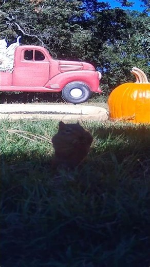 Chipmunk Washy Washy #cute #asmr #shorts #trending