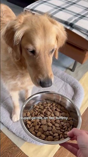 Vet recommended and made for dogs with food sensitivities 🐾