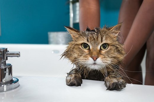 10 Best Cat Shampoos of 2026 - Reviews & Top Picks - Catster