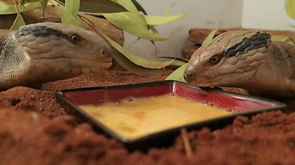 Lizards of Australia