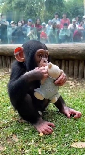 6.9K views · 266 reactions | Cute baby chimpanzee ❤️ in the zoo #chimpanzee #animals #viral #wildlife | Alauna Roby | Facebook