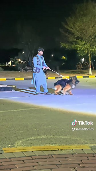 Exploring the Passion for German Shepherd Dogs