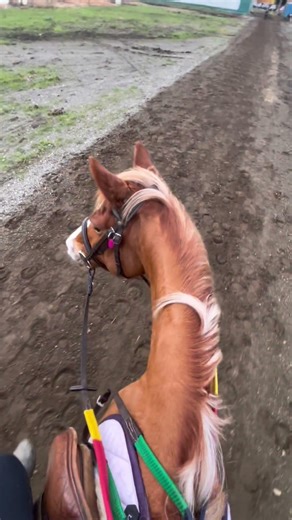 CUTEST FACE EVER #horse #equestrianjourney #horseenthusiast