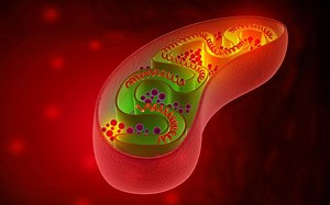 新規ミトコンドリア病モデルマウスの作製に成功〜基礎研究と創薬研究への応用に期待〜 | 医療・健康 - TSUKUBA JOURNAL