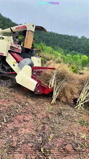 Harvesting Efficiency: How Modern Machinery Transforms Rapeseed Farming