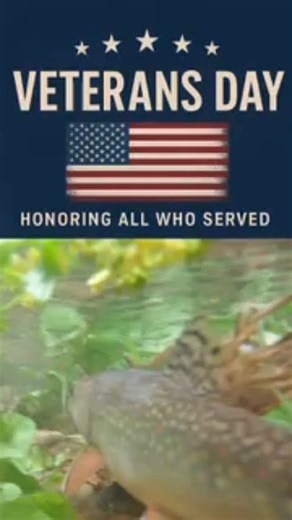 Today we pause to thank and honor all who have served our country. From the banks of the Shenandoah River to every corner of our great nation, your dedication and sacrifice inspire us every day. We’re proud to share the waters we love in freedom because of you. Thank you, Veterans. #VeteransDay #ThankYouVeterans #MurraysFlyShop #ShenandoahRiver #FlyFishingVirginia #SupportOurTroops #OutdoorHeritage #FreedomToFish | Murray's Fly Shop | Facebook