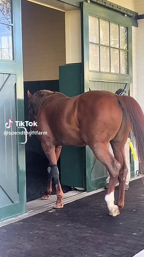 Live Cover Horse Breeding in the Thoroughbred Industry