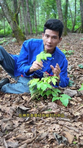 Epimedium a plant that makes cattle and sheep rush to buy it #Epimedium#Immortal Spirit