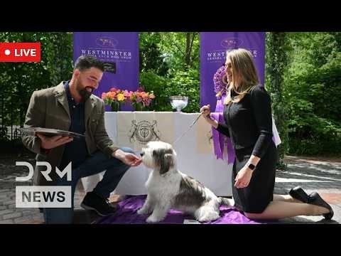 LIVE: Top Dog at Westminster Celebrates Victory with Steak Lunch | AO1N