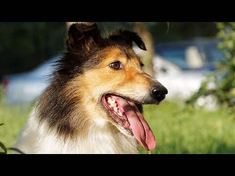 Solving Excessive Barking in Shetland Sheepdogs Solutions and Training