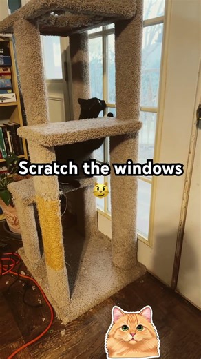 Scratch. The. Window. #cat #cute #funny
