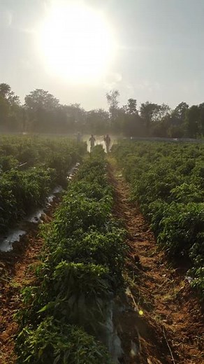 Chilli spray using Htp power sprayer