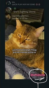 meow, use scratch! #strangerthings #seasonss5 #netflixseries #netflix #funny #catvideos #cat #shorts