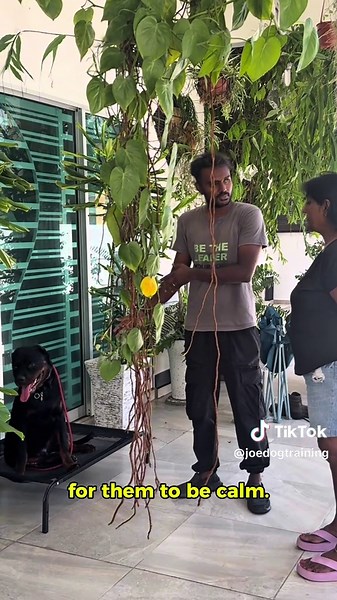 Joe Dog Training on TikTok
