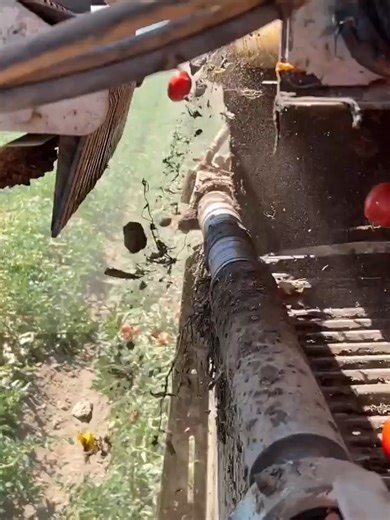 เครื่องแยกมะเขือเทศ: การทำงานในสโลว์โมชั่น