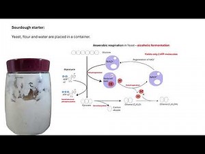 Batch and continuous fermentation OCR A A-Level Biology Revision 6.2.1 Cloning and Biotechnology