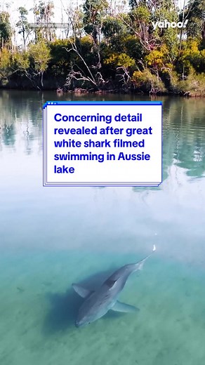 Great White Shark Spotted Swimming in Aussie Lake - What's the Concerning Detail?