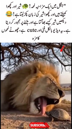 Funny Turtle vs Lion 😂 Jungle Prank That Will Make You Laugh Out Loud #FunnyAnimals #TurtleVsLion